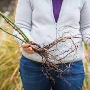 Getting Out into the Garden in February